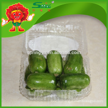 Fresh cucumber baby seedless cucumber for sale
